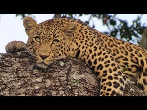 Adventures in Sabi Sands